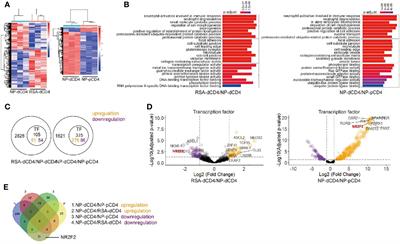 Decidual NR2F2-Expressing CD4+ T Cells Promote TH2 Transcriptional Program During Early Pregnancy